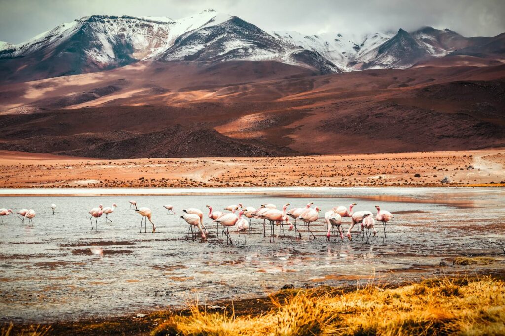 flamingos in the north of Chile